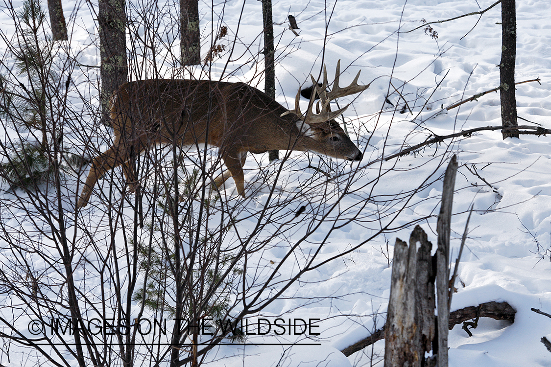 White-tailed buck in habitat.