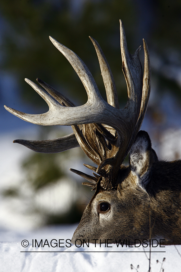 Whitetail in habitat