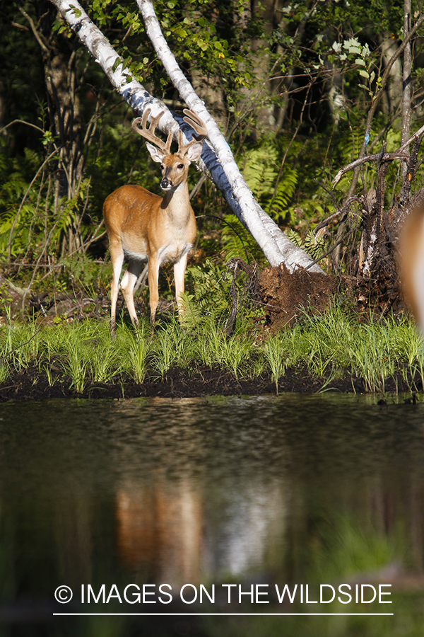 White-tailed deer in velvet