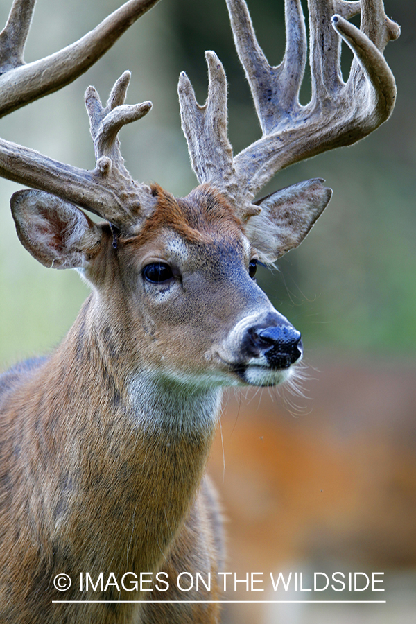 White-tailed buck in velvet 