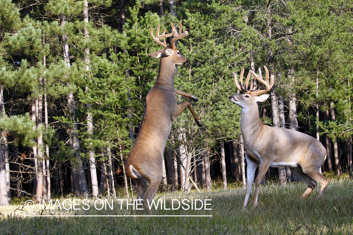 White-tailed bucks fighting