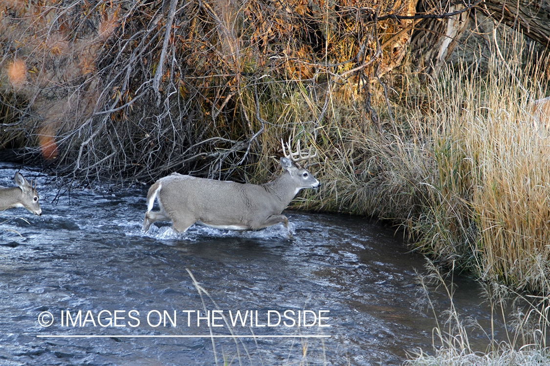 White-tailed buck in habitat. 