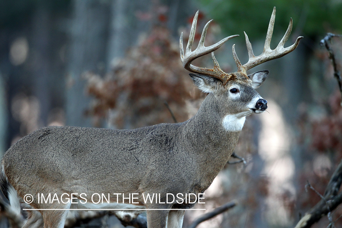 White-tailed buck in habitat. *