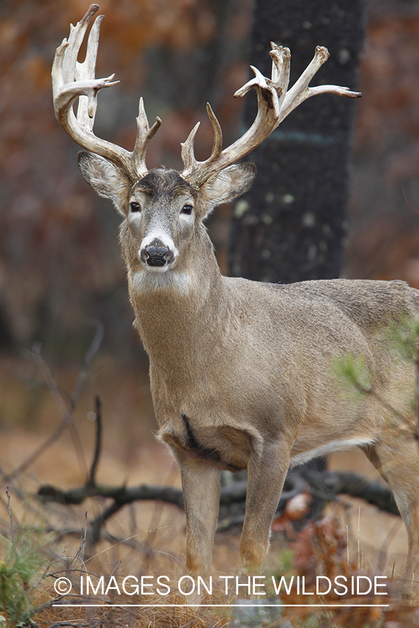 White-tailed buck in habitat. 