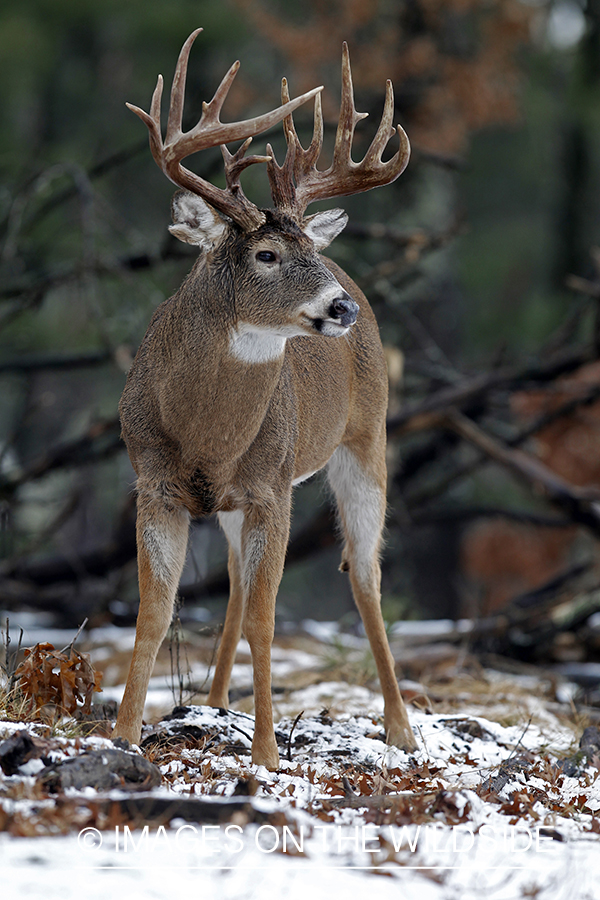 White-tailed buck in habitat. *