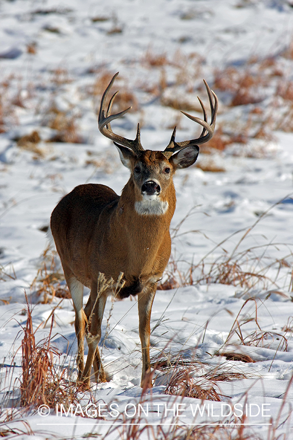 White-tailed buck in habitat. 