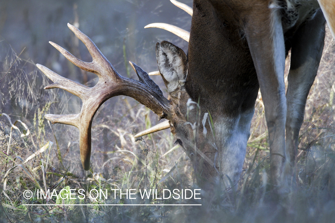 White-tailed buck in habitat. 