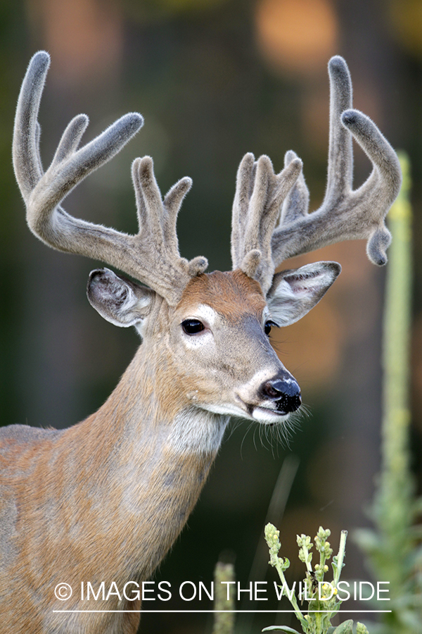 White-tailed buck in velvet.  