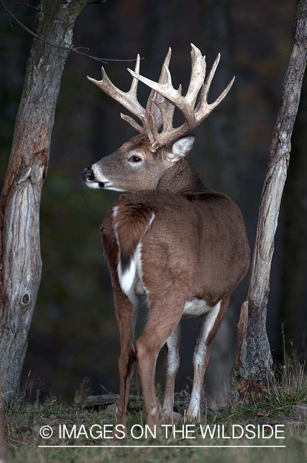 White-tailed buck in habitat. 