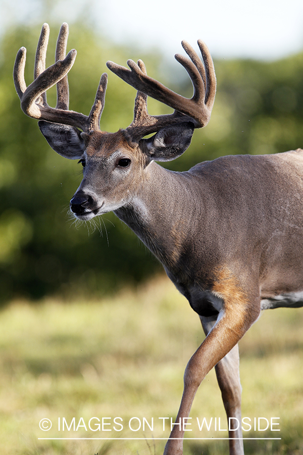 White-tailed buck in velvet.  