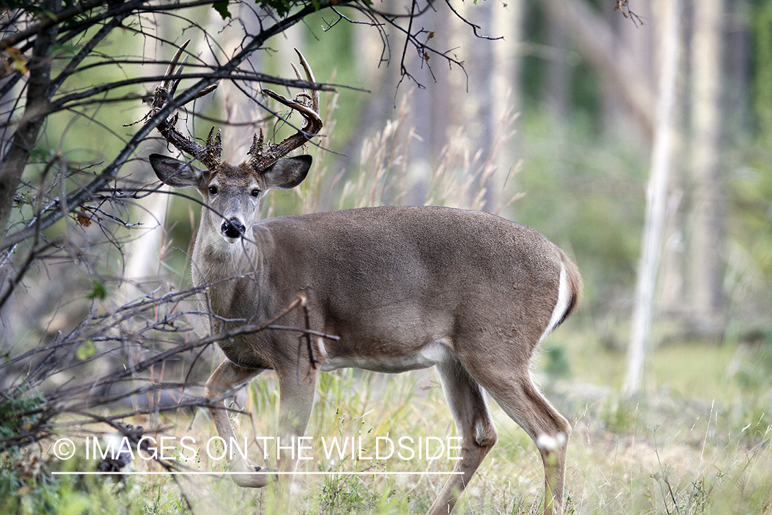 White-tailed buck in habitat.  