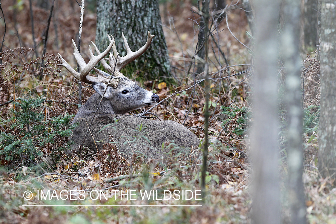 White-tailed buck in habitat. 