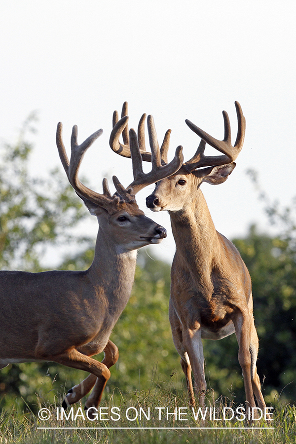 White-tailed bucks in habitat. 