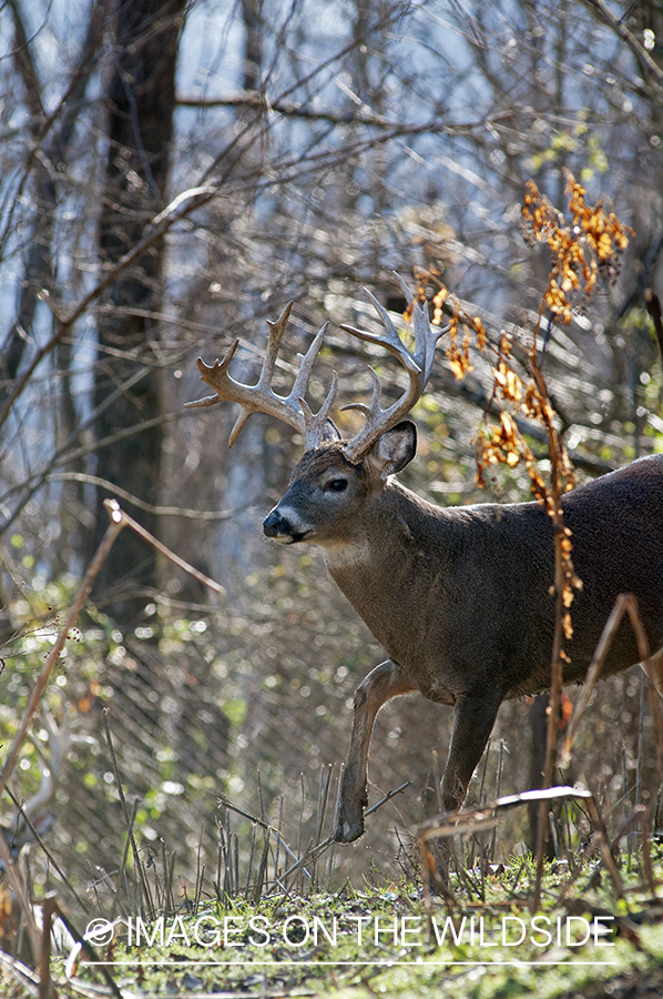 White-tailed buck in habitat. 