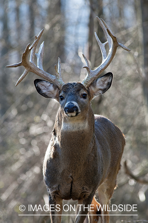 White-tailed buck in habitat. 