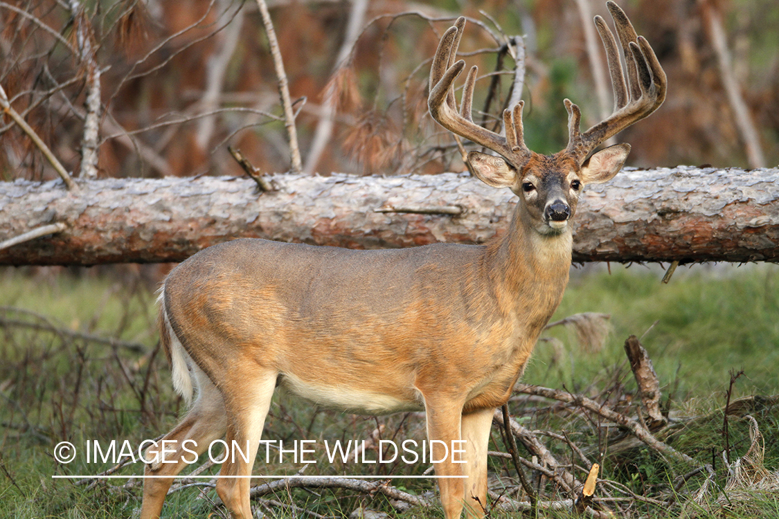 White-tailed buck in velvet.