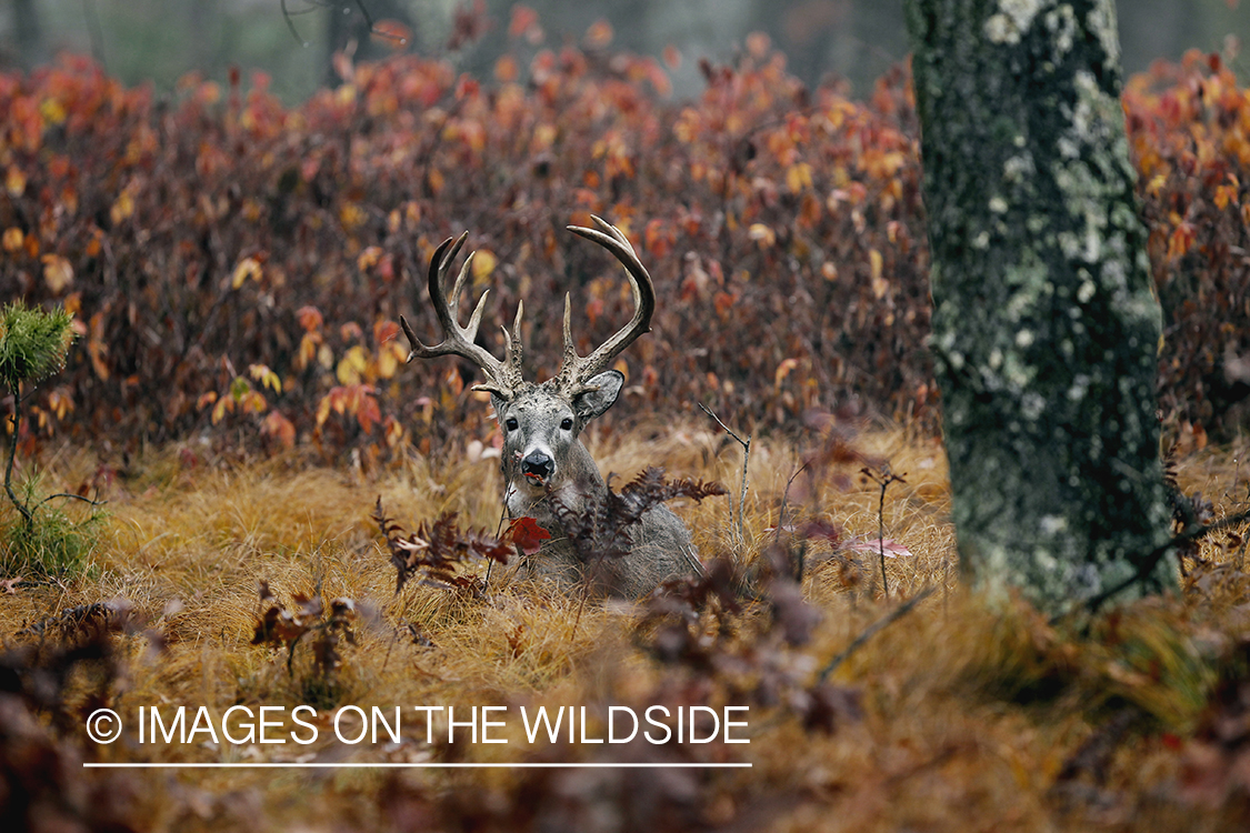 White-tailed buck laying in forest.