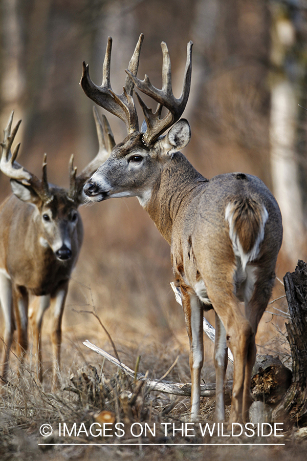 White-tailed bucks in habitat.