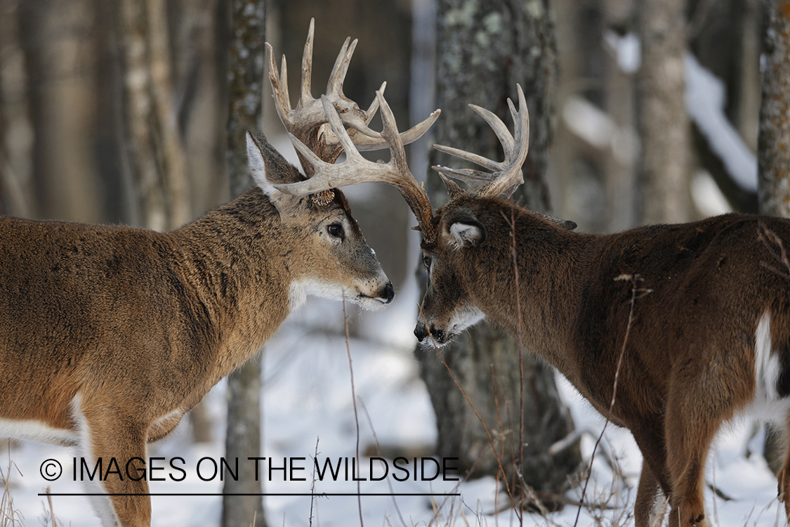 White-tailed bucks in winter habitat.