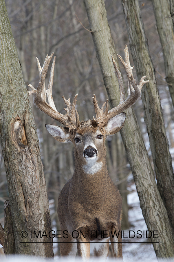 White-tailed buck in habitat.