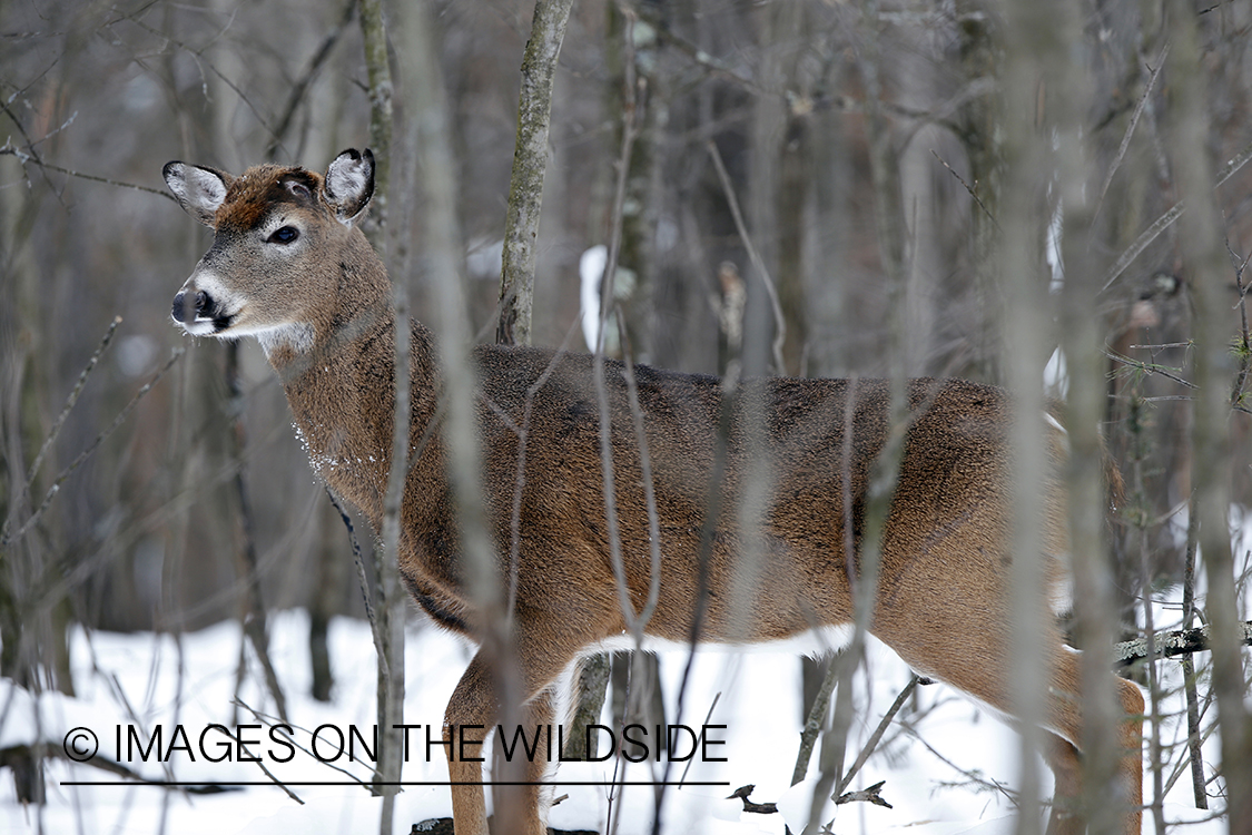 White-tailed buck having recently shed his antlers. 