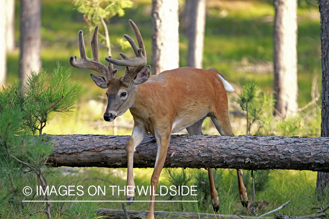 White-tailed buck in habitat.