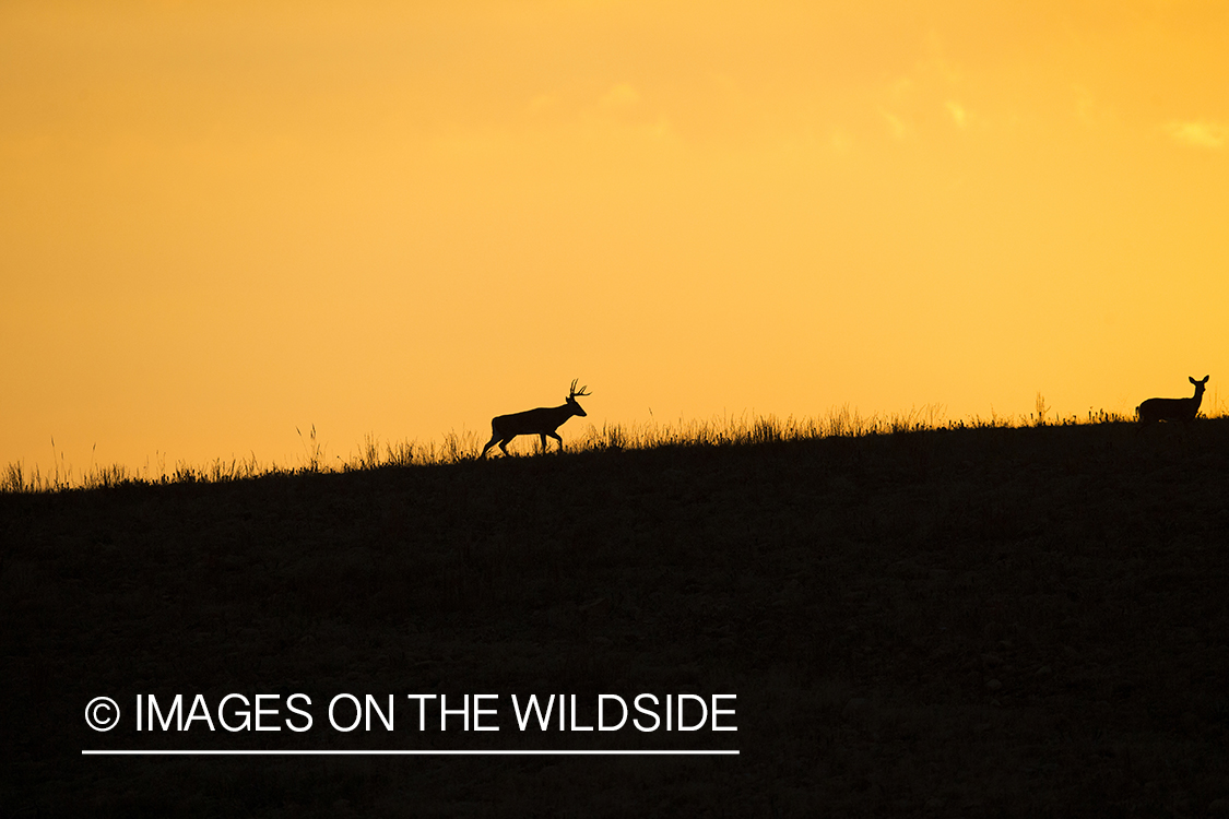 White-tailed deer at sunset (silhouette).