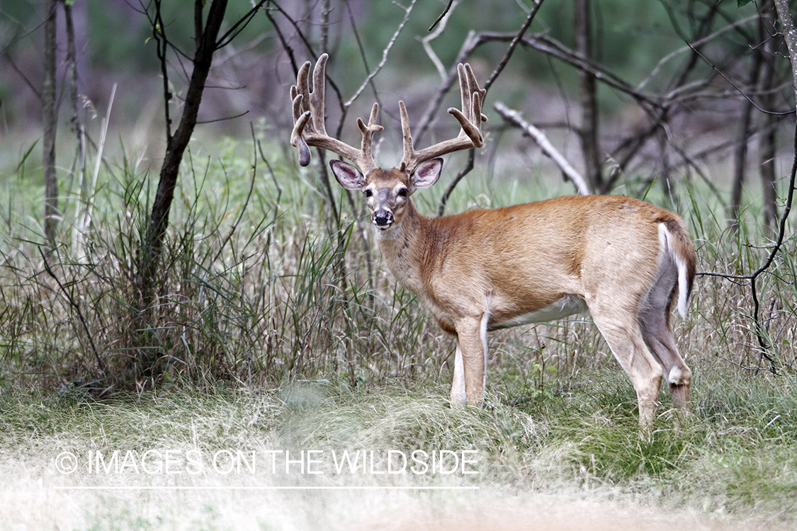 White-tailed buck in velvet.