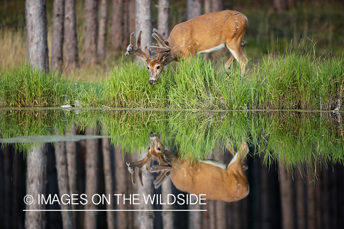 White-tailed buck in velvet with reflection.