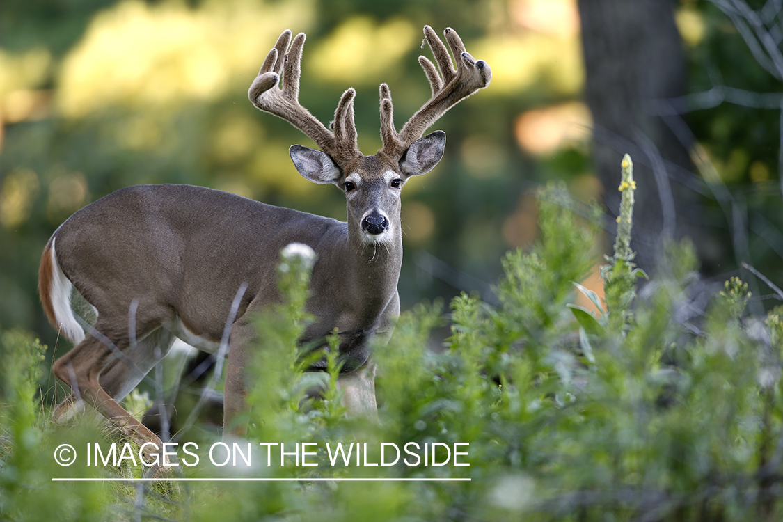 White-tailed buck in velvet.