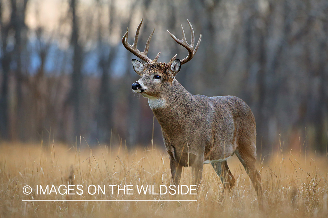 White-tailed buck in habitat.