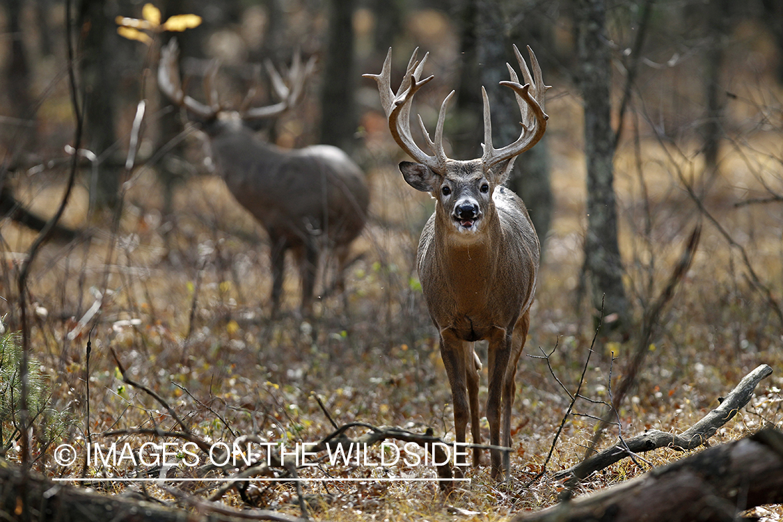 White-tailed buck in habitat.