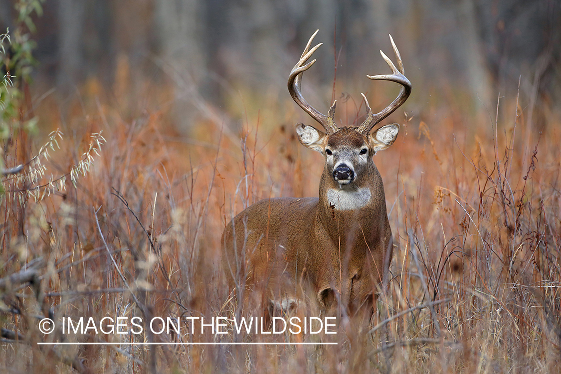 White-tailed buck in habitat.