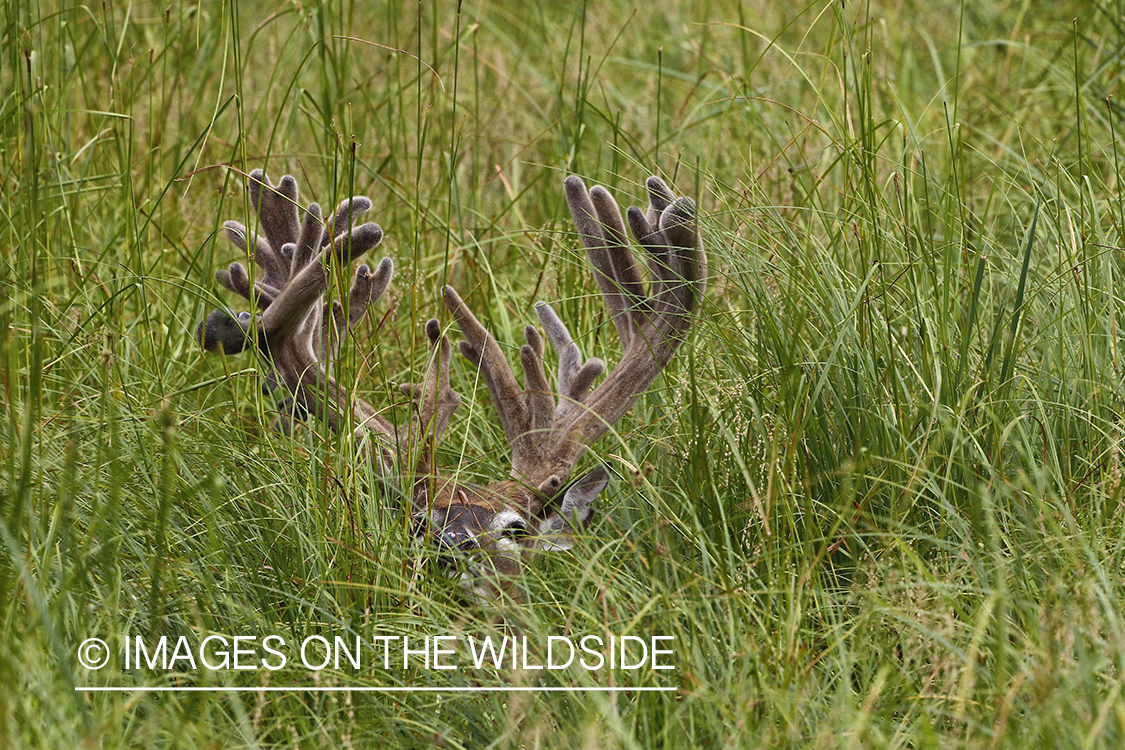 White-tailed buck in Velvet hidden in grass.