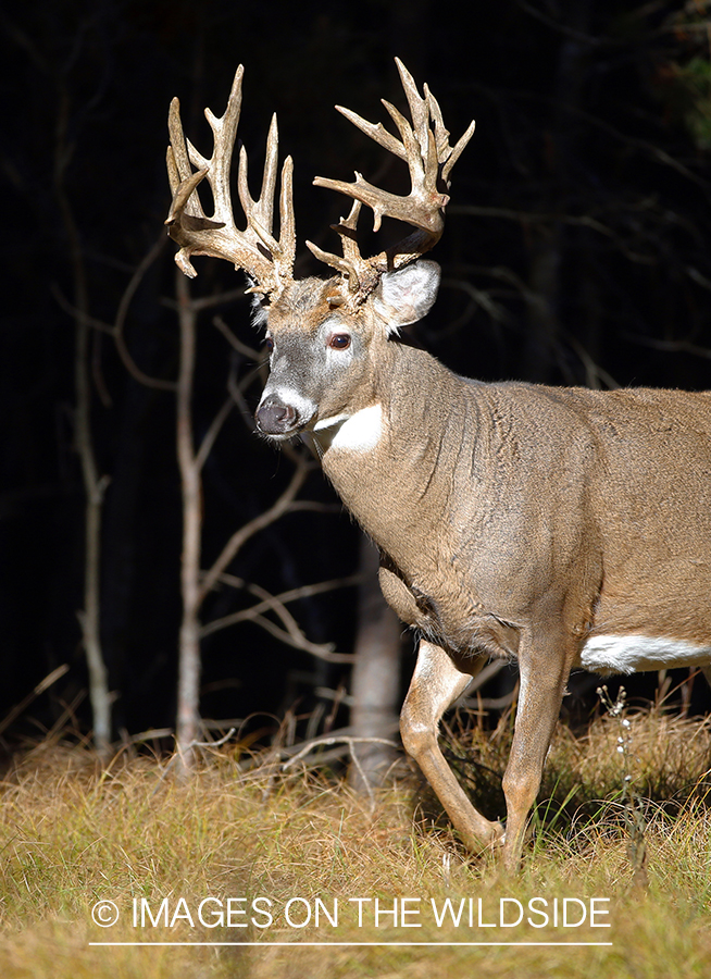 White-tailed buck in woods.