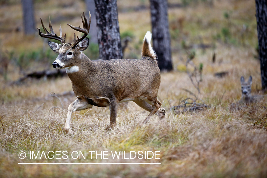 White-tailed buck flagging.