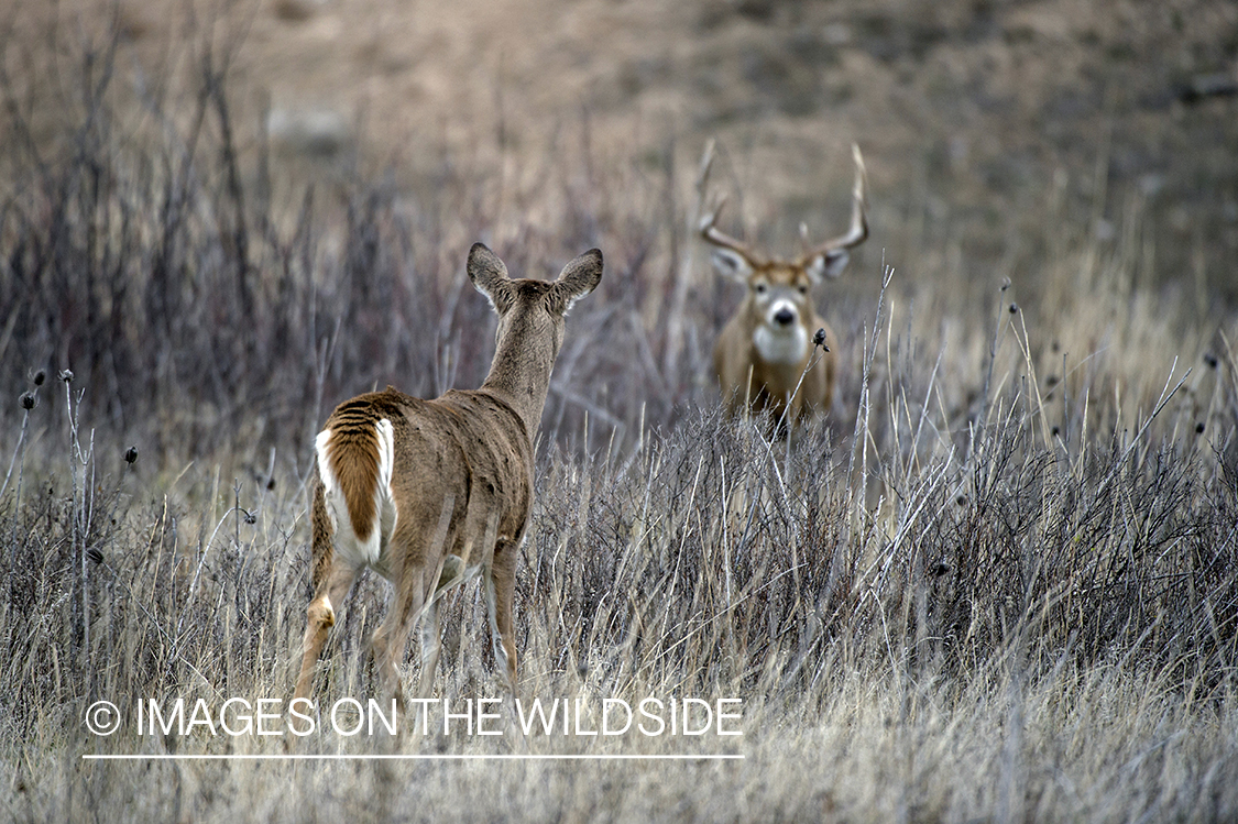 White-tailed buck pursuing doe.