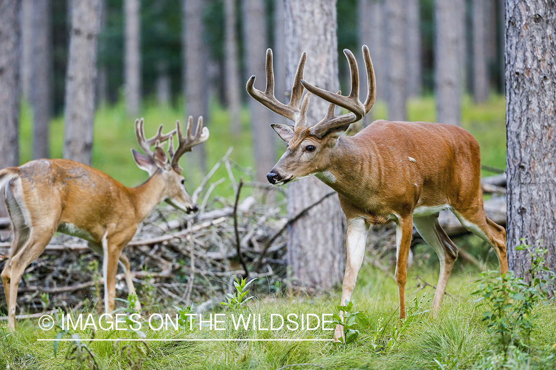 White-tailed buck in velvet.