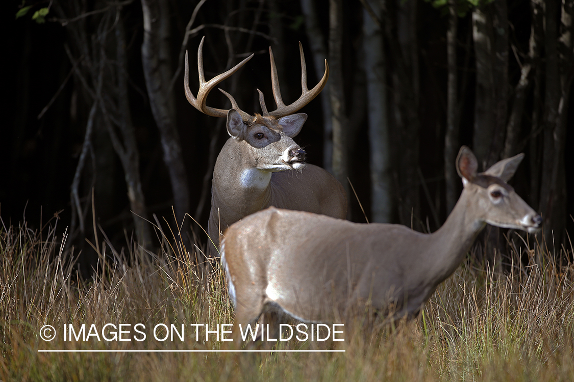 White-tailed buck in field.