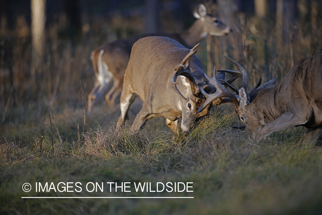 White-tailed bucks fighting during rut.