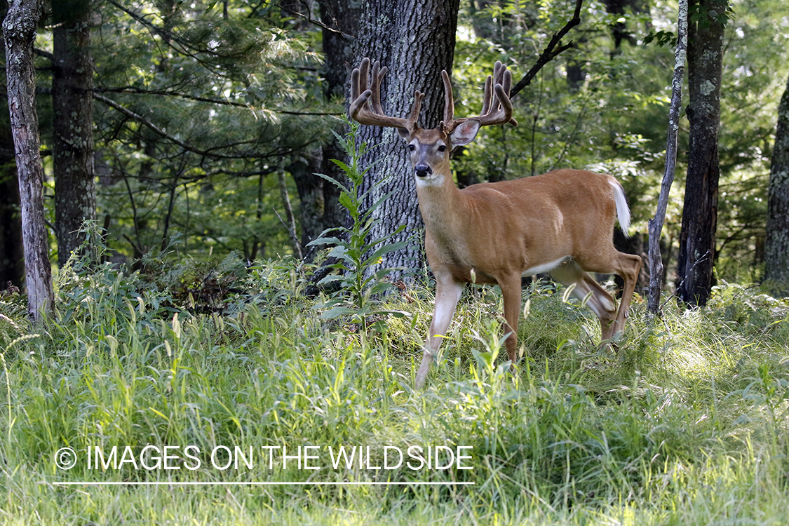 White-tailed buck in field.