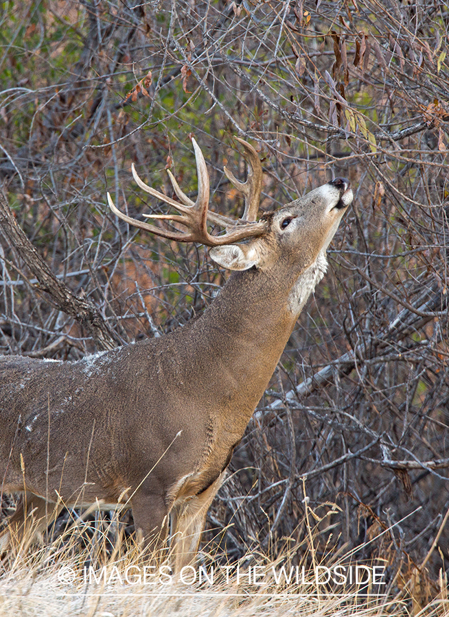 White-tailed buck making scrape.