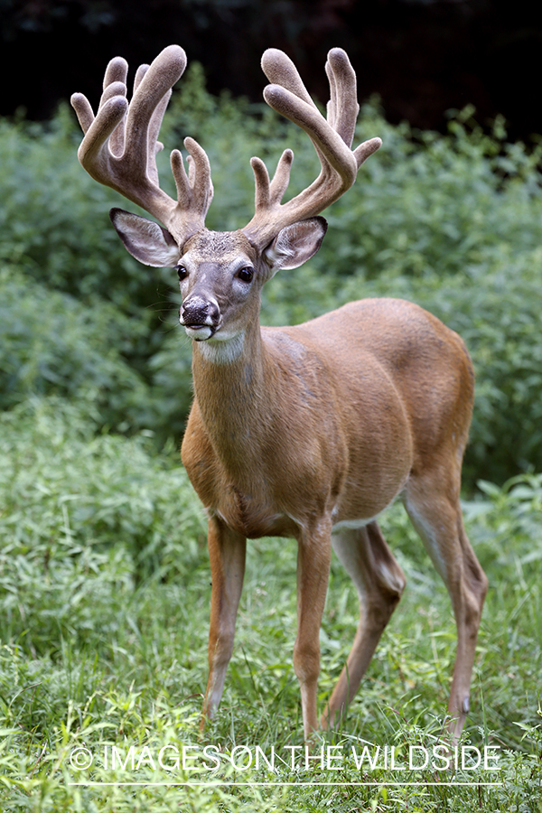 White-tailed buck in Velvet.