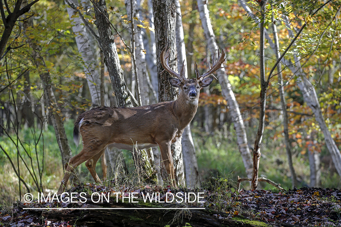 White-tailed buck in the rut.