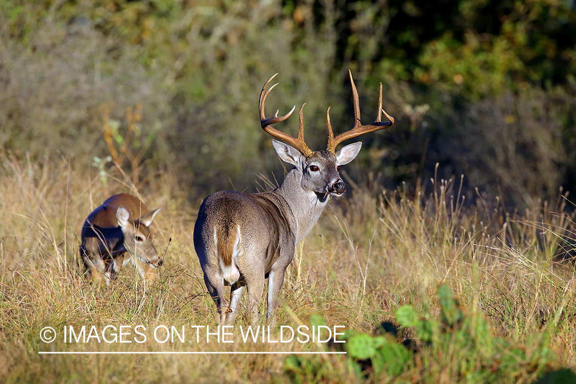 White-tailed buck with doe.