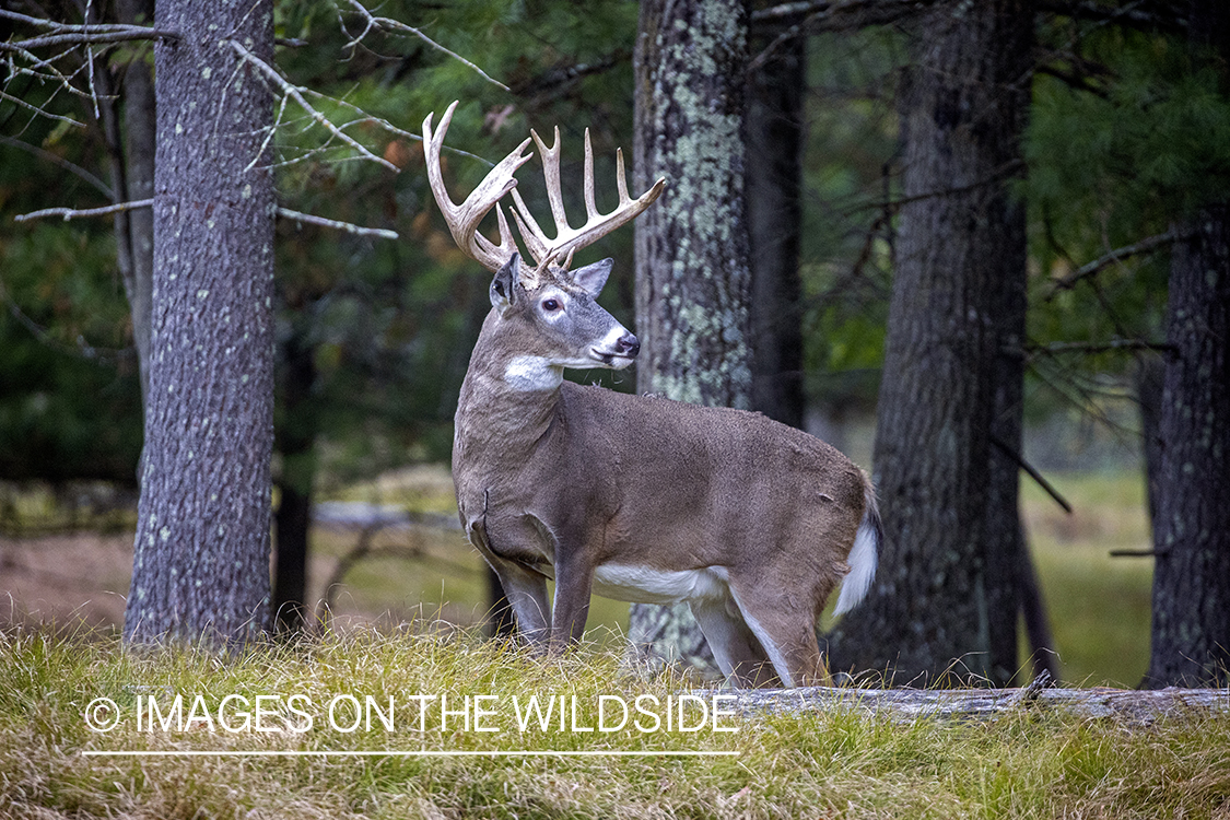 White-tailed buck in field.