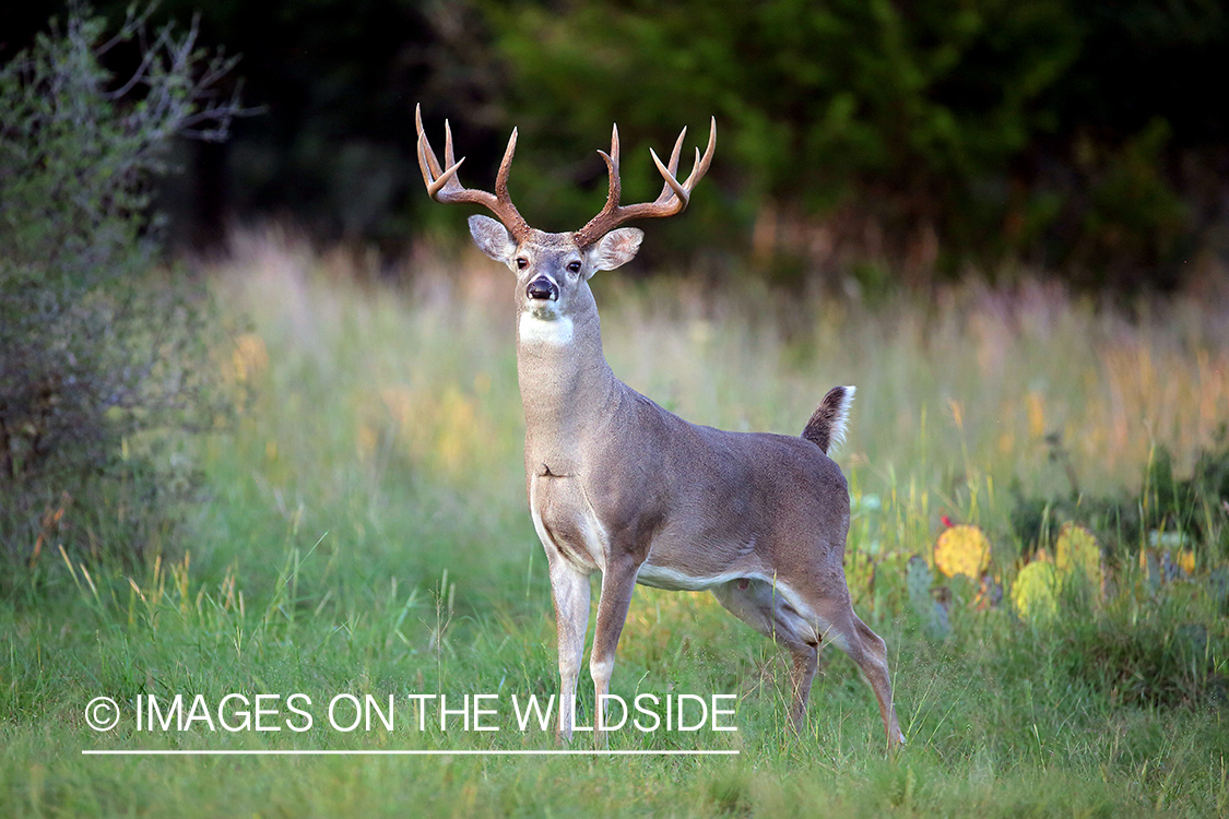 White-tailed buck in field.