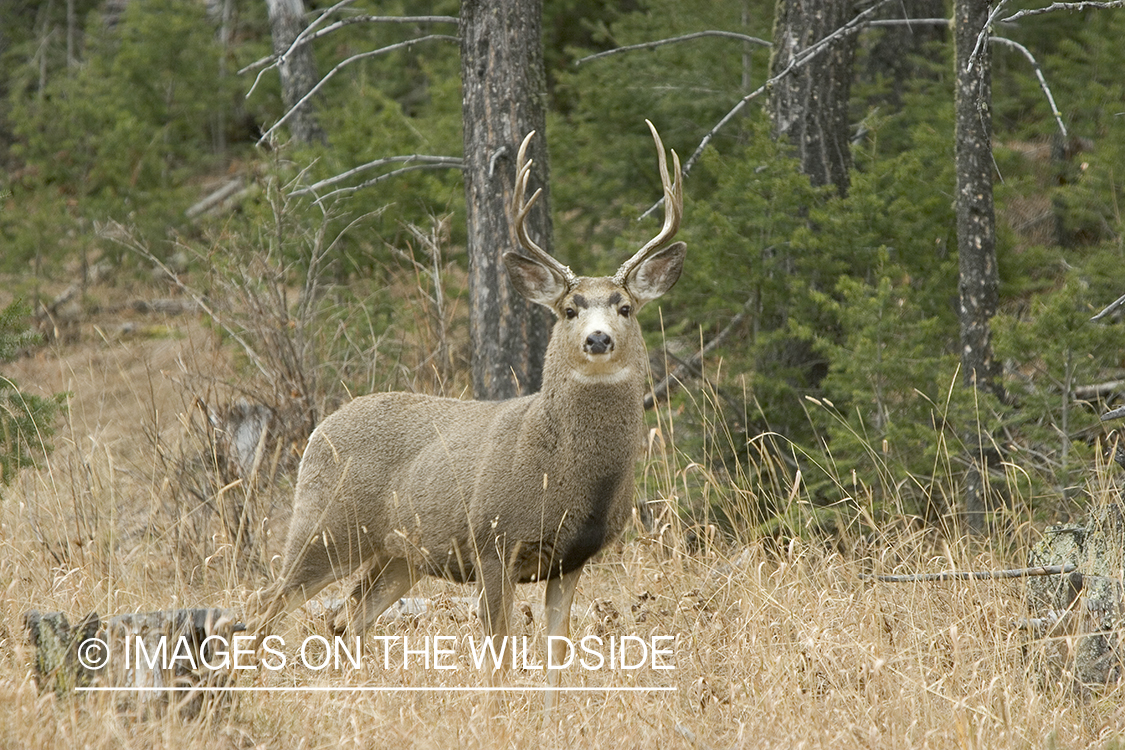 Mule deer buck in forest.
