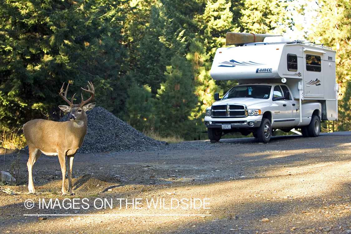 White-tailed deer in urban setting