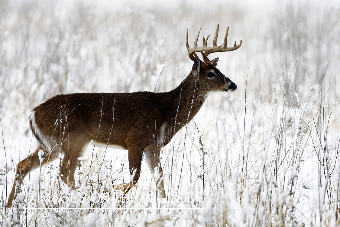 White-tailed deer in winter habitat